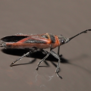 Leptocoris mitellatus at Acton, ACT - 7 Aug 2022