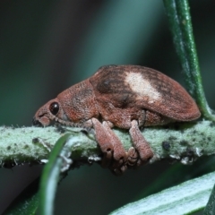 Gonipterus pulverulentus (Eucalyptus weevil) at ANBG - 7 Aug 2022 by TimL