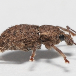 Mandalotus sp. (genus) at Evatt, ACT - 9 Aug 2022 03:13 PM