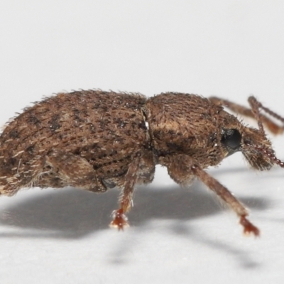 Mandalotus sp. (genus) (Unidentified Mandalotus weevil) at Evatt, ACT - 9 Aug 2022 by TimL