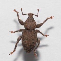 Mandalotus sp. (genus) at Evatt, ACT - 9 Aug 2022 03:13 PM