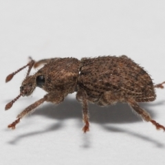 Mandalotus sp. (genus) at Evatt, ACT - 9 Aug 2022 03:13 PM