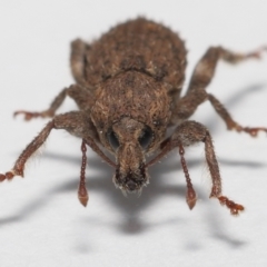 Mandalotus sp. (genus) at Evatt, ACT - 9 Aug 2022