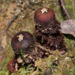 Calostoma fuscum (Common Prettymouth) at Tidbinbilla Nature Reserve - 10 Aug 2022 by TimL