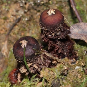 Calostoma fuscum at Paddys River, ACT - 10 Aug 2022