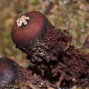 Calostoma fuscum at Paddys River, ACT - 10 Aug 2022