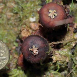 Calostoma fuscum at Paddys River, ACT - 10 Aug 2022