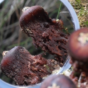 Calostoma fuscum at Paddys River, ACT - 10 Aug 2022