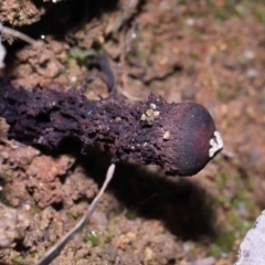 Calostoma fuscum (Common Prettymouth) at Paddys River, ACT - 10 Aug 2022 by TimL