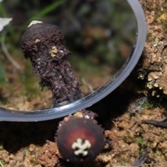 Calostoma fuscum at Paddys River, ACT - 10 Aug 2022