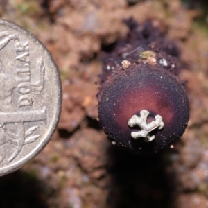 Calostoma fuscum at Paddys River, ACT - 10 Aug 2022