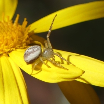 Lehtinelagia prasina (Leek-green flower spider) at Braemar, NSW - 11 Aug 2022 by Curiosity