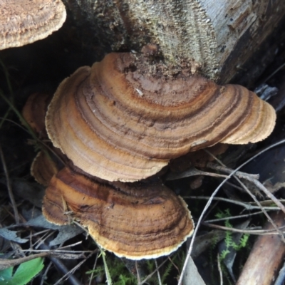 Hexagonia vesparia at O'Malley, ACT - 16 Jul 2022 by MichaelBedingfield