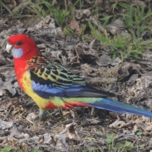 Platycercus elegans x eximius (hybrid) at Conder, ACT - 2 Aug 2022