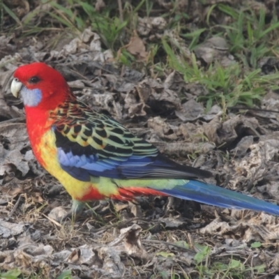 Platycercus elegans x eximius (hybrid) (Crimson x Eastern Rosella (hybrid)) at Pollinator-friendly garden Conder - 2 Aug 2022 by michaelb