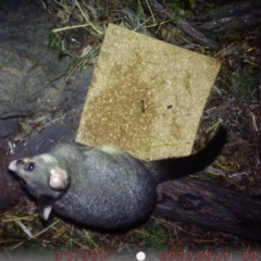 Trichosurus vulpecula (Common Brushtail Possum) at Australian National University - 10 Aug 2022 by OscarMentink