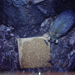 Trichosurus vulpecula (Common Brushtail Possum) at Lower Boro, NSW - 8 Aug 2022 by U6961926