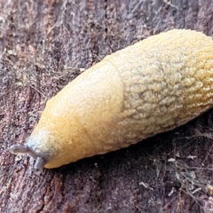 Arion intermedius (Hedgehog Slug) at Mitchell, ACT - 12 Aug 2022 by trevorpreston