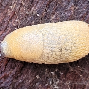 Arion intermedius at Mitchell, ACT - 12 Aug 2022