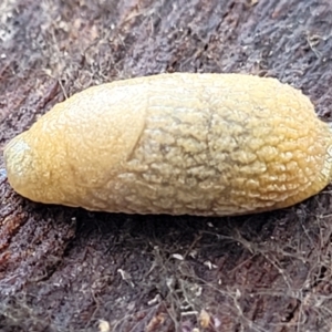 Arion intermedius at Mitchell, ACT - 12 Aug 2022