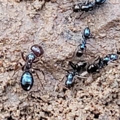 Melophorus sp. (genus) (Furnace ant) at Mitchell, ACT - 12 Aug 2022 by trevorpreston