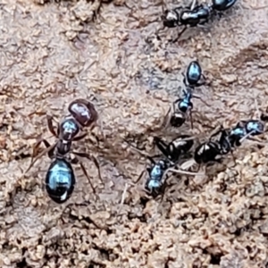 Melophorus sp. (genus) at Mitchell, ACT - 12 Aug 2022