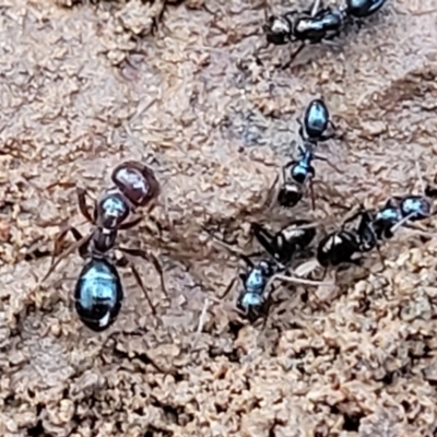 Melophorus sp. (genus) (Furnace ant) at Mitchell, ACT - 12 Aug 2022 by trevorpreston