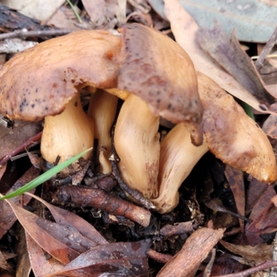 zz agaric (stem; gills not white/cream) at Mitchell, ACT - 12 Aug 2022 by trevorpreston