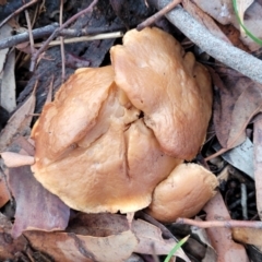 zz agaric (stem; gills not white/cream) at Mitchell, ACT - 12 Aug 2022