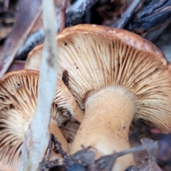 zz agaric (stem; gills not white/cream) at Mitchell, ACT - 12 Aug 2022 11:12 AM