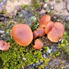 Laccaria sp. (Laccaria) at Mitchell, ACT - 12 Aug 2022 by trevorpreston