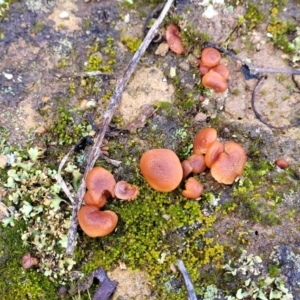 Laccaria sp. at Mitchell, ACT - 12 Aug 2022