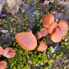 Laccaria sp. at Mitchell, ACT - 12 Aug 2022