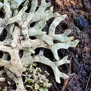 Lichen - foliose at Mitchell, ACT - 12 Aug 2022