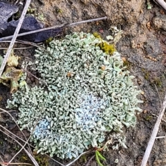 Cladonia sp. (genus) (Cup Lichen) at Mitchell, ACT - 12 Aug 2022 by trevorpreston