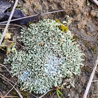 Cladonia sp. (genus) (Cup Lichen) at Mitchell, ACT - 12 Aug 2022 by trevorpreston