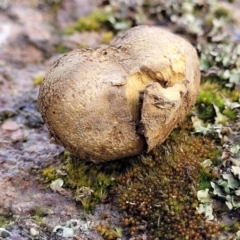 Scleroderma sp. (Scleroderma) at Mitchell, ACT - 12 Aug 2022 by trevorpreston