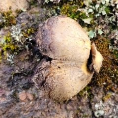 Scleroderma sp. at Mitchell, ACT - 12 Aug 2022