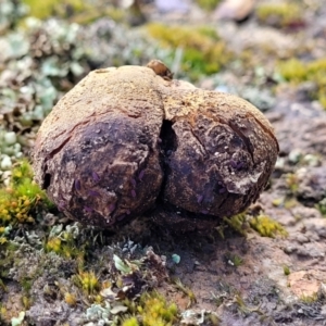 Scleroderma sp. at Mitchell, ACT - 12 Aug 2022