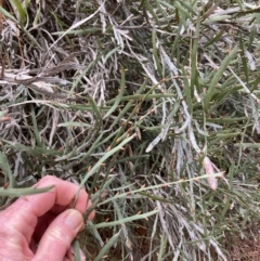 Bossiaea grayi at Paddys River, ACT - suppressed