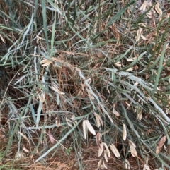 Bossiaea grayi at Paddys River, ACT - suppressed