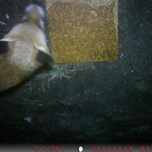 Vulpes vulpes at Acton, ACT - 9 Aug 2022 03:30 AM