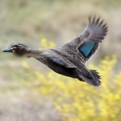 Anas superciliosa (Pacific Black Duck) at Wodonga, VIC - 12 Aug 2022 by KylieWaldon