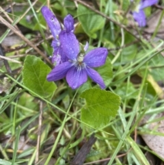 Viola odorata (Sweet Violet, Common Violet) at Aranda, ACT - 12 Aug 2022 by lbradley