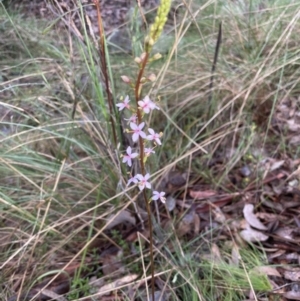 Stylidium graminifolium at Aranda, ACT - 12 Aug 2022 03:44 PM