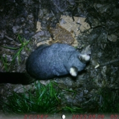 Trichosurus vulpecula (Common Brushtail Possum) at Acton, ACT - 8 Aug 2022 by sophiap