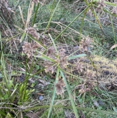 Cyperus eragrostis (Umbrella Sedge) at Aranda, ACT - 12 Aug 2022 by lbradley