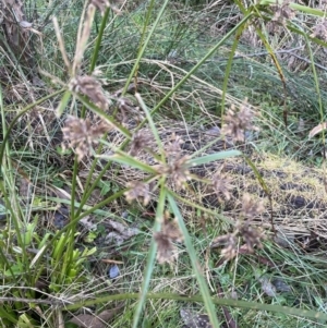 Cyperus eragrostis at Aranda, ACT - 12 Aug 2022 04:37 PM