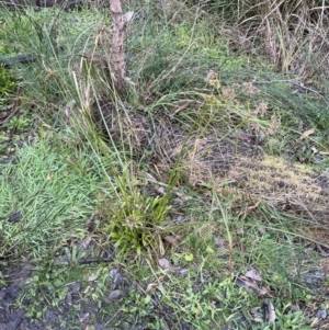 Cyperus eragrostis at Aranda, ACT - 12 Aug 2022