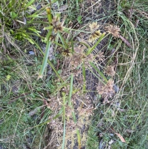 Cyperus eragrostis at Aranda, ACT - 12 Aug 2022